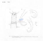 Gonionchus paravillosus