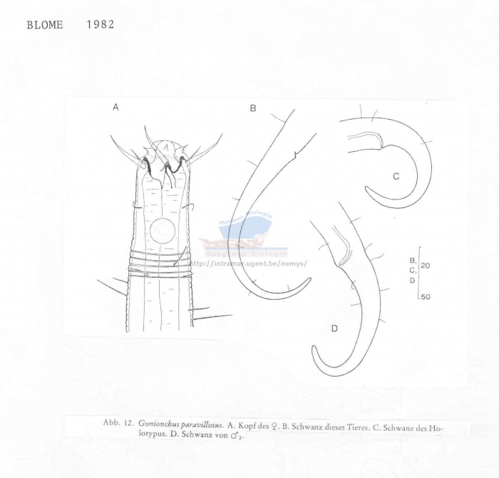 Gonionchus paravillosus