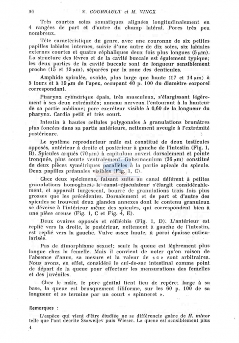 Halichoanolaimus macrophallus