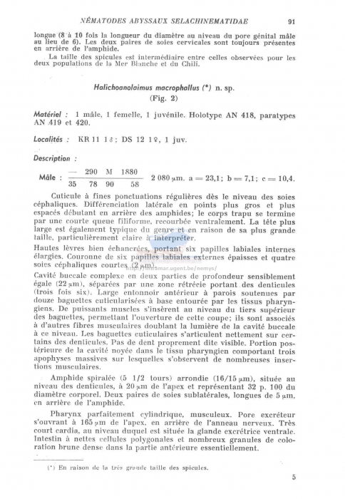 Halichoanolaimus macrophallus