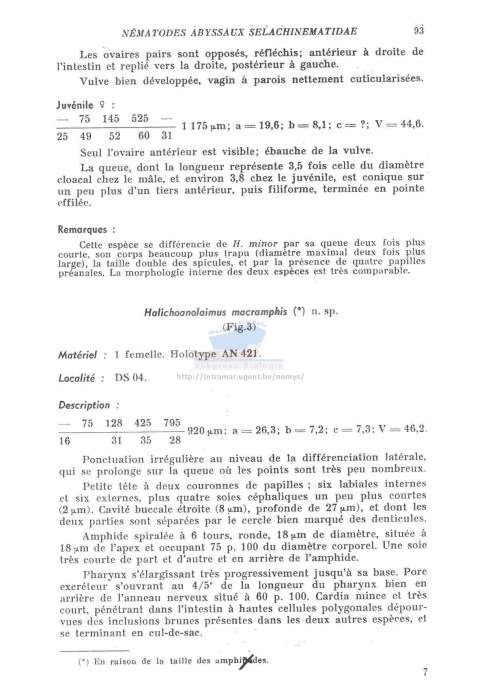 Halichoanolaimus macrophallus