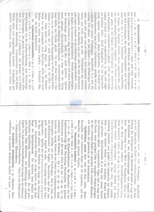 Halichoanolaimus rapax