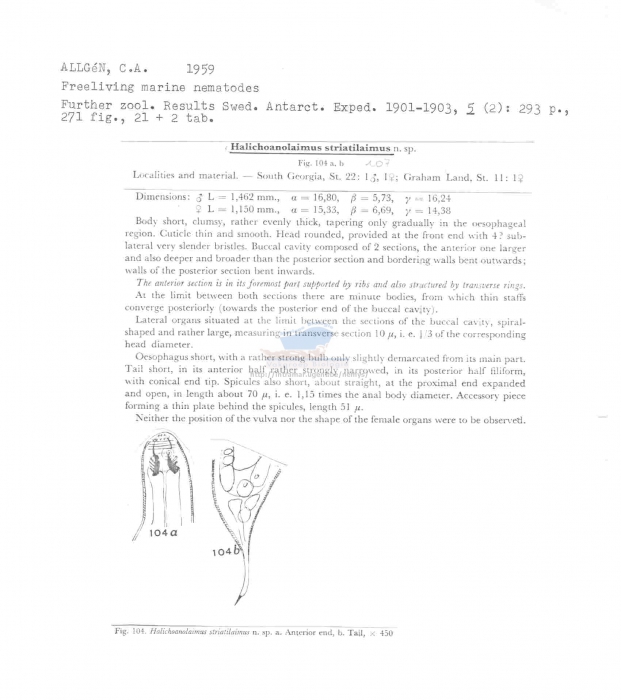 Halichoanolaimus striatilaimus