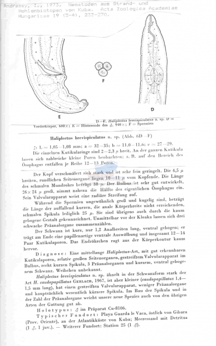 Haliplectus brevispiculatus