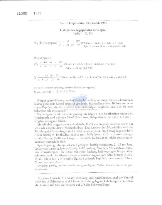 Haliplectus tripapillatus