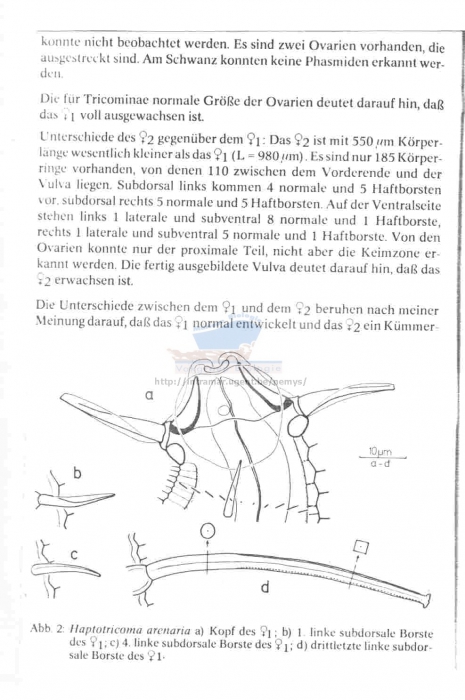 Haptotricoma arenaria