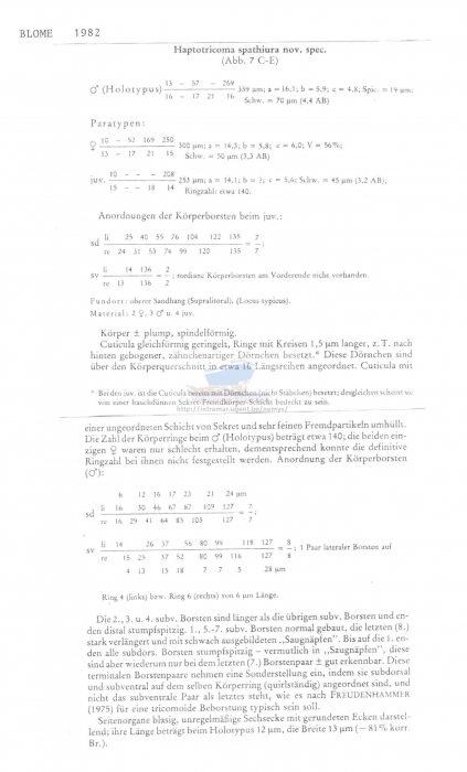 Haptotricoma spathiura