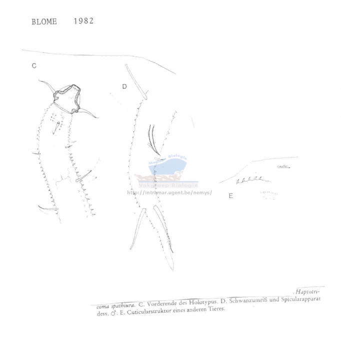 Haptotricoma spathiura