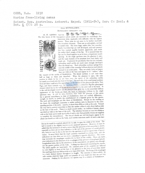 Hyptiolaimus cephalatus