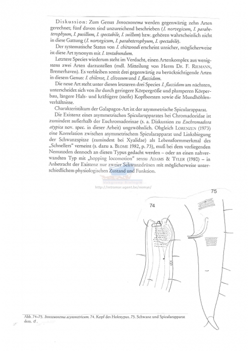 Innocuonema asymmetricum