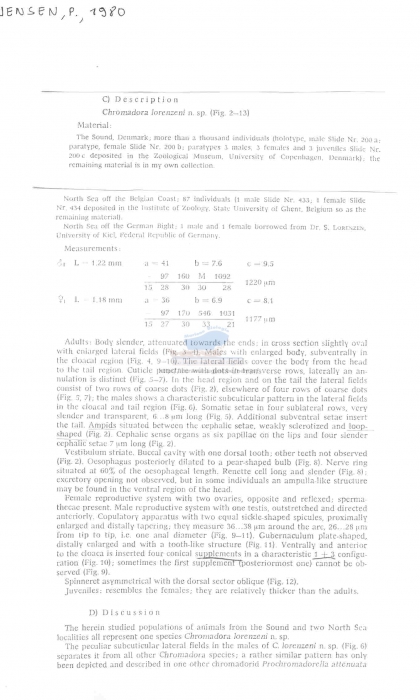 Karkinochromadora lorenzeni