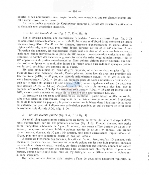 Keratonema singulare