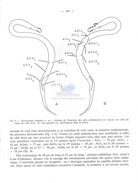 Keratonema singulare