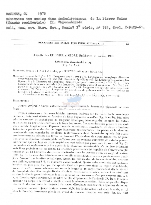 Latronema deconincki