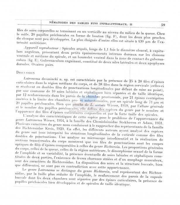 Latronema deconincki