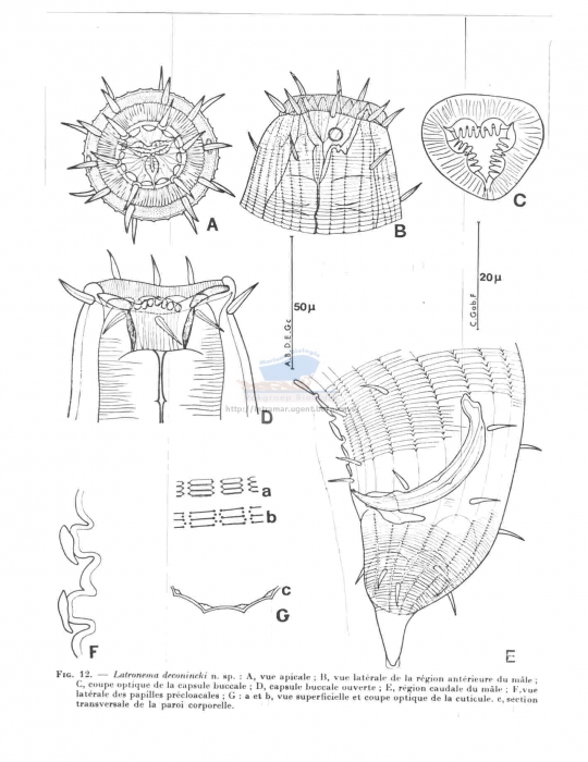 Latronema deconincki
