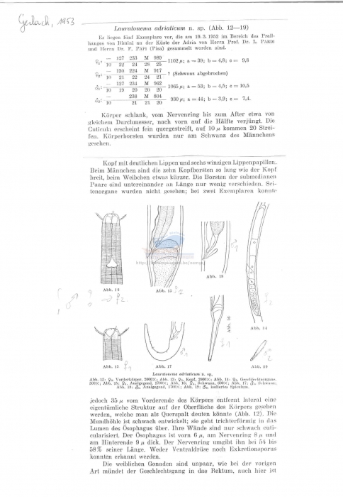 Lauratonema adriaticum