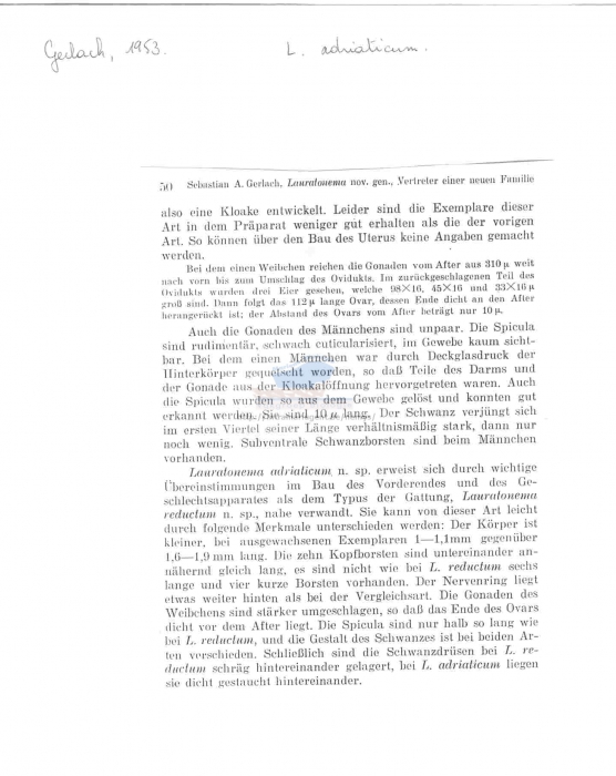 Lauratonema adriaticum