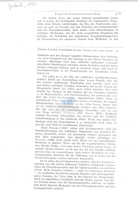 Lauratonema adriaticum