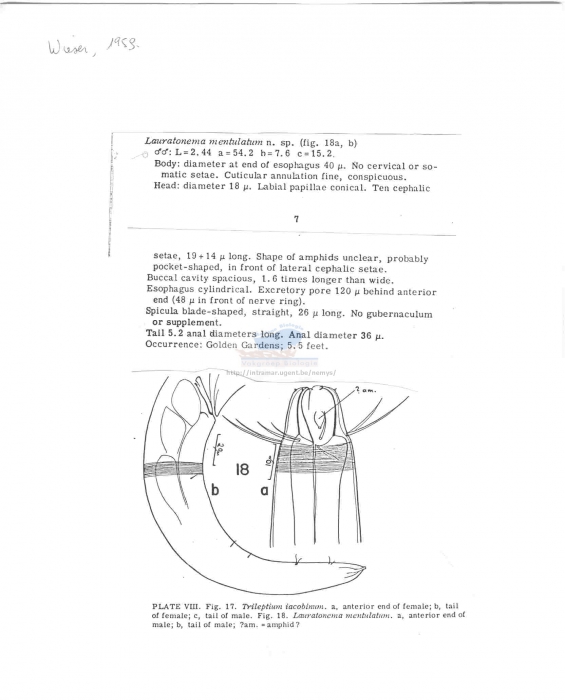 Lauratonema mentulatum