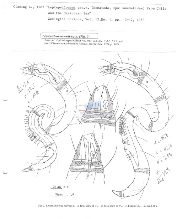 Leptepsilonema exile