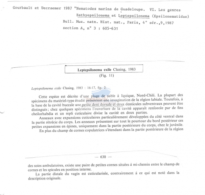 Leptepsilonema exile