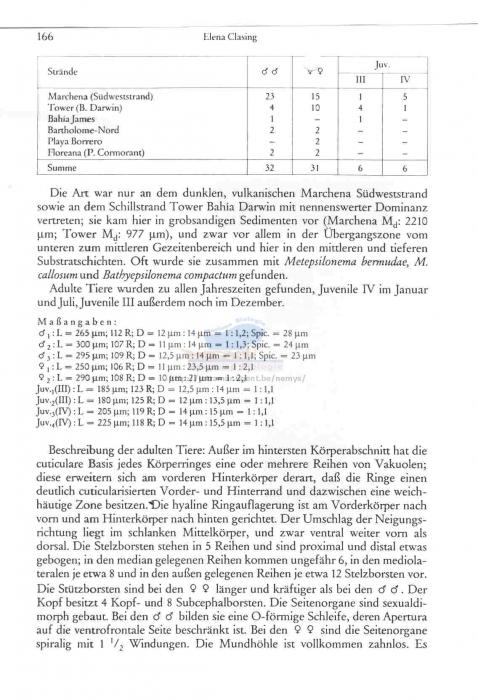 Leptepsilonema filiforme