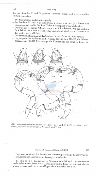 Leptepsilonema filiforme