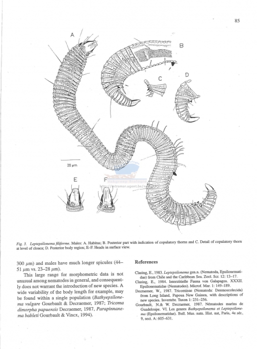 Leptepsilonema filiforme