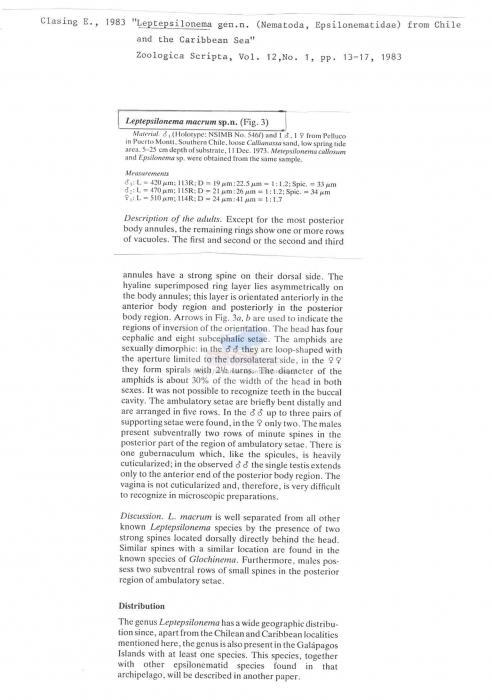 Leptepsilonema macrum