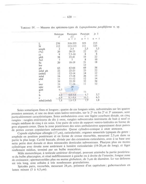 Leptepsilonema parafiliforme