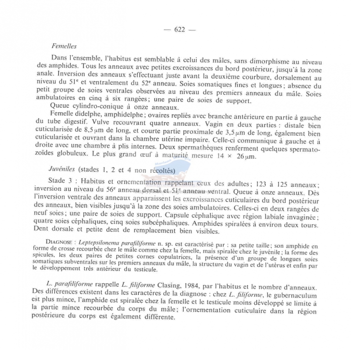 Leptepsilonema parafiliforme