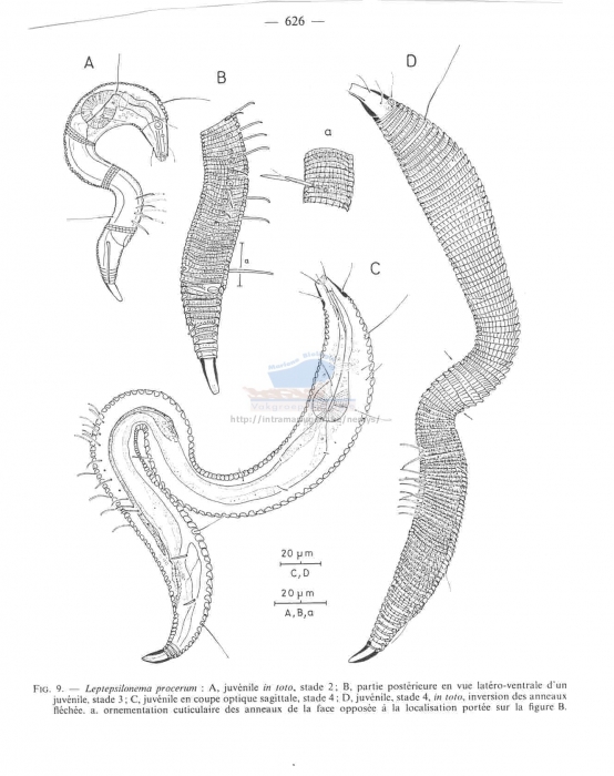 Leptepsilonema procerum