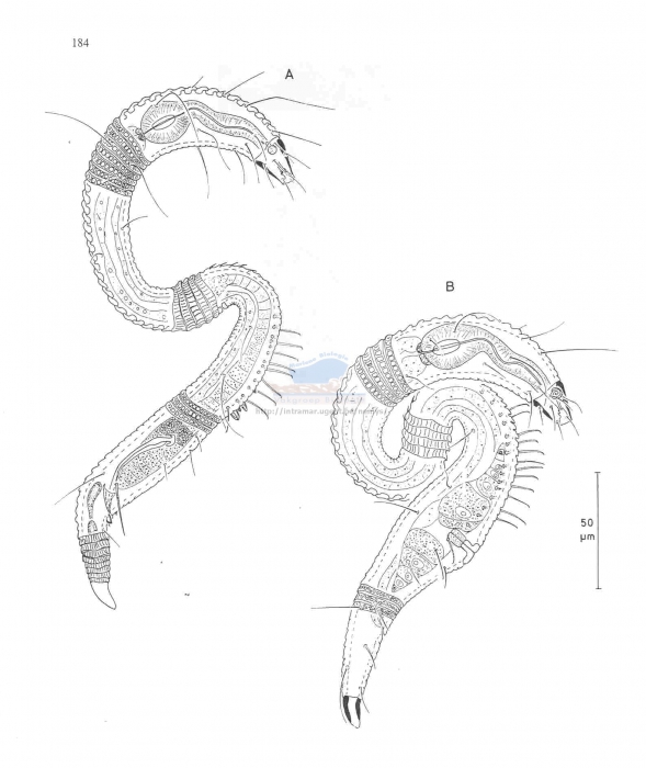 Leptepsilonema richardi