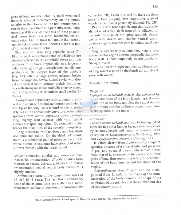 Leptepsilonema richardi