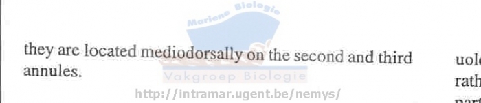 Leptepsilonema santii