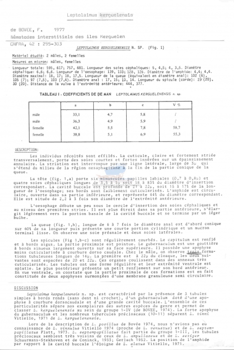 Leptolaimus kerguelensis