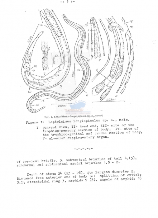 Leptolaimus longispiculus