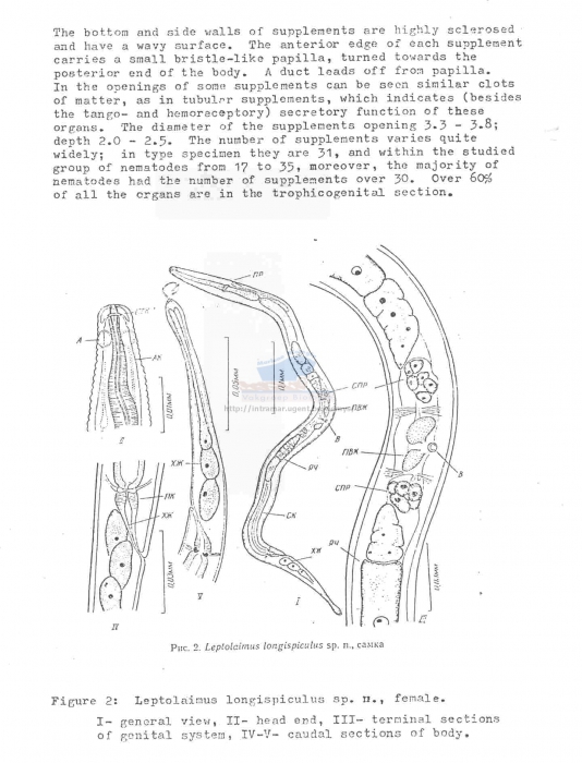 Leptolaimus longispiculus