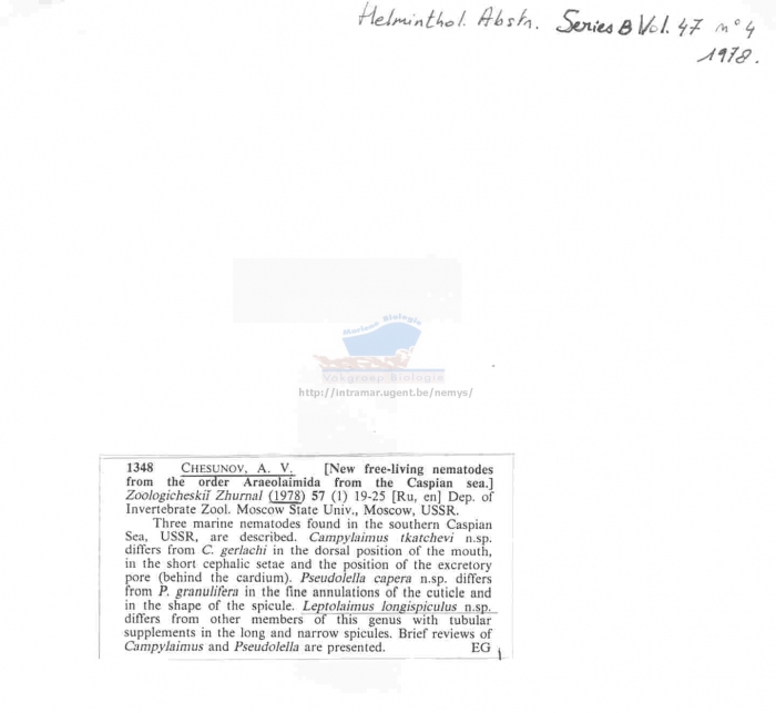 Leptolaimus longispiculus