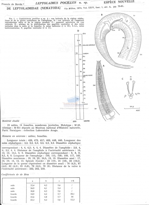 Leptolaimus pocillus