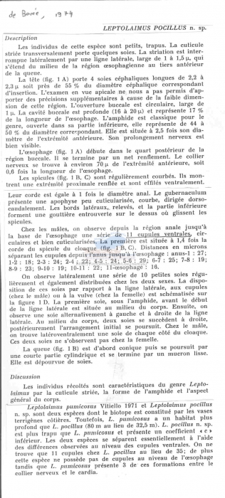 Leptolaimus pocillus