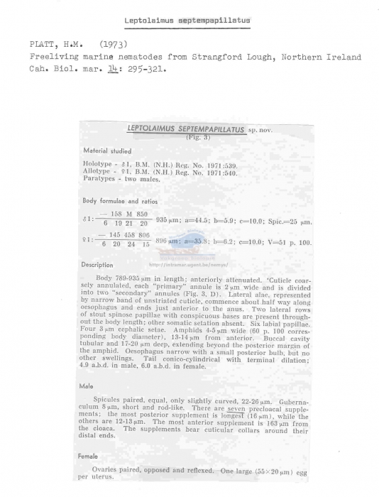 Leptolaimus septempapillatus