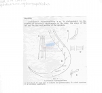 Leptolaimus septempapillatus