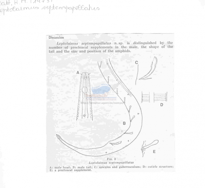 Leptolaimus septempapillatus