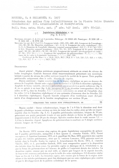 Leptolaimus tritubulatus