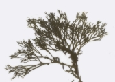 Polysiphonia nigrescens, author: Jef Wiktor & Agnieszka Tatarek