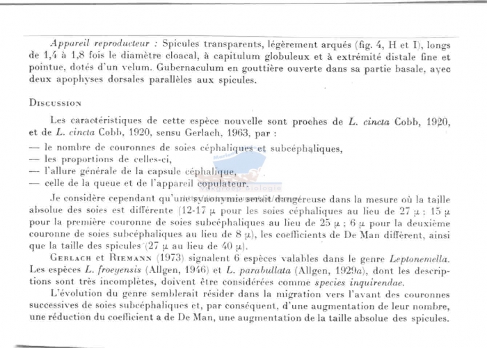 Leptonemella granulosa
