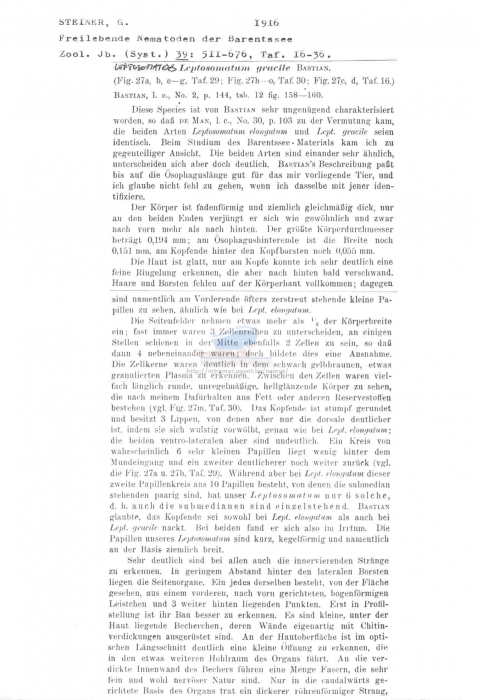 Leptosomatides gracile