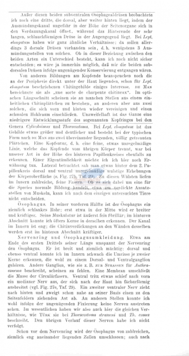 Leptosomatides gracile